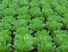 蔬菜蚜虫无公害防治的七种方法