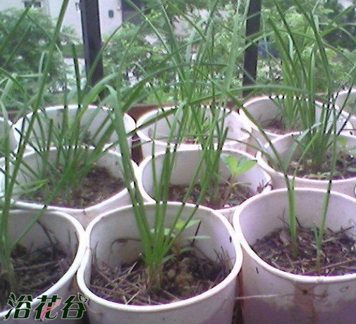 分享窗台高密度种植的经验