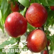 盆栽油桃的方法