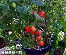 阳台圣女果种植方法