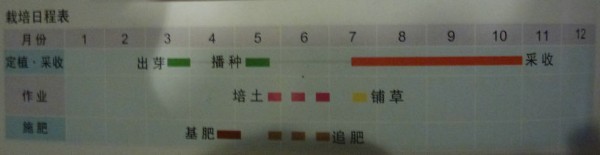 生姜种植教程