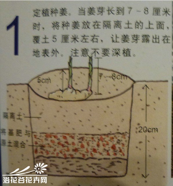 生姜种植教程