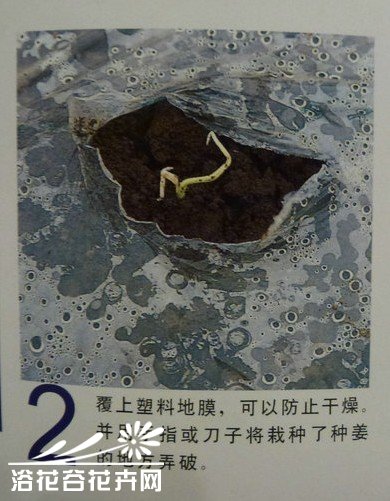 生姜种植教程