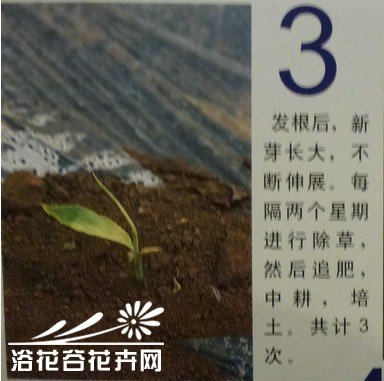 生姜种植教程