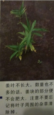 生姜种植教程