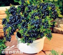 盆栽蓝莓种植技术