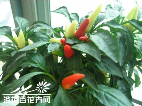 茄果类蔬菜种子种植前的处理方法