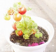 茄果类(番茄、茄子、辣椒)蔬菜种子种植前的处理