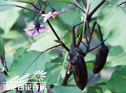 茄果类蔬菜种子种植前的处理方法