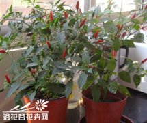 盆栽辣椒的通用管理方法