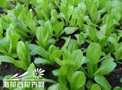 小白菜的阳台种植方法