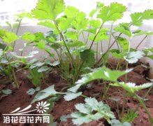 阳台香菜的种植方法
