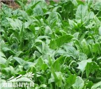 菠菜的阳台种植方法