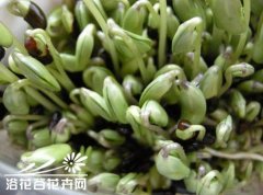 豆芽的种植方法