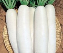 白萝卜的种植方法
