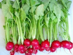 樱桃萝卜的种植方法