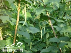 四季豆的种植方法