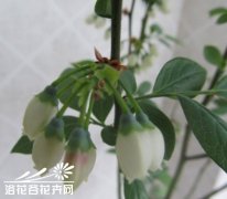 辨别蓝莓是否授粉完成