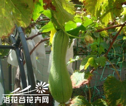 家庭种菜--丝瓜种植高产技术 