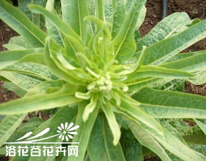 家庭种菜--莴苣常见病害及防治