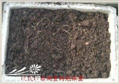家庭种菜-土壤的不断改良