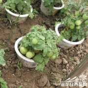 阳台种菜全攻略之肥料的选择