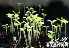 蔬菜播种前种子的处理方法