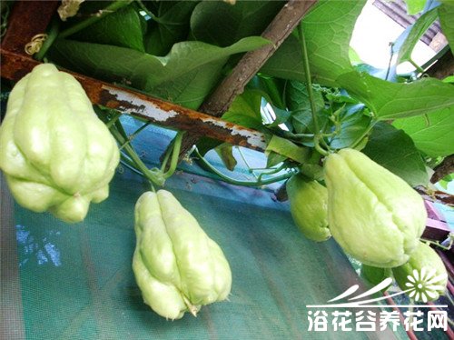 佛手瓜的营养价值及功效