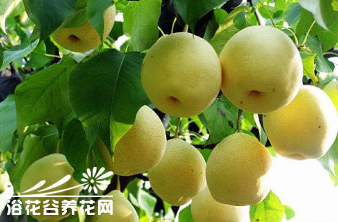 秋天吃梨有讲究