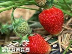 春季如何养护草莓