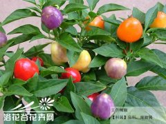五色椒的种植方法