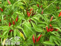 朝天椒种植方法