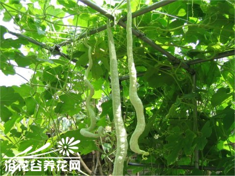 观赏蛇瓜的栽培技术