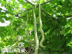 观赏蛇瓜的栽培技术
