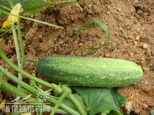 怎样盆栽黄瓜?
