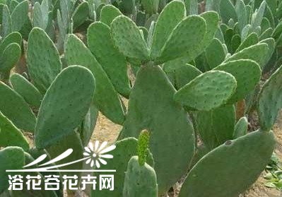 墨西哥健康美食仙人掌——“米邦塔”