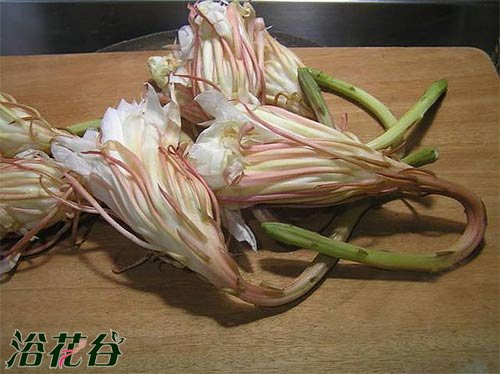 昙花能吃吗？