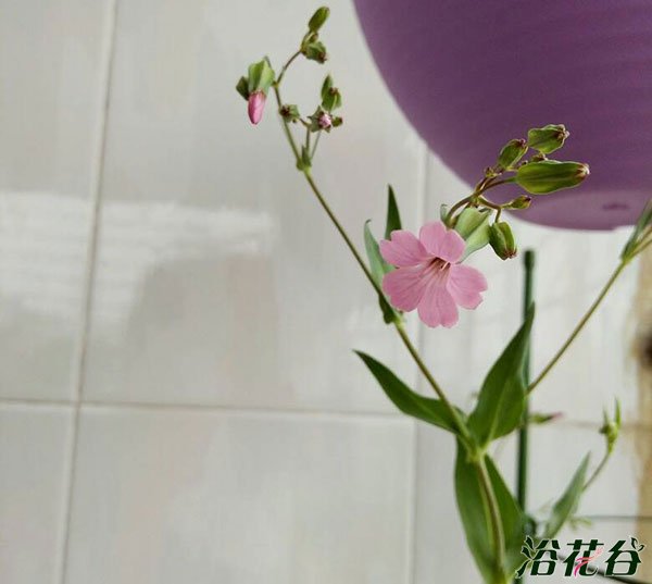 麦蓝菜