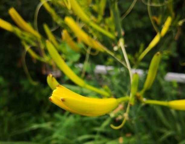 黄花菜