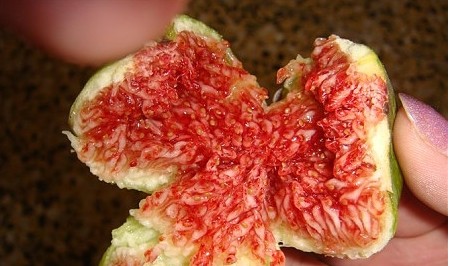 无花果