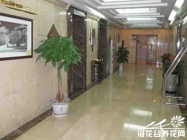 发财树风水