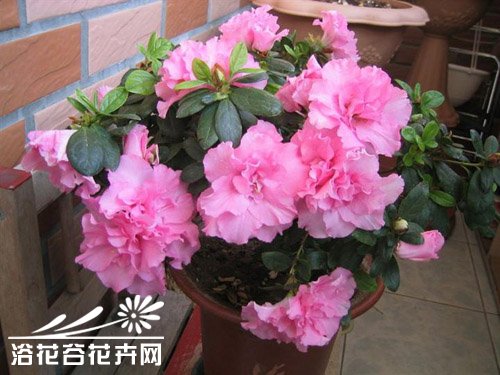 <a href='https://www.861230.com/guanhuazhiwu/31.html' target='_blank'><u>杜鹃花</u></a>与风水的关系