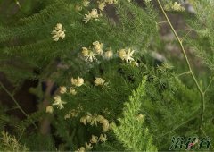 文竹开花和风水的关系（好事）