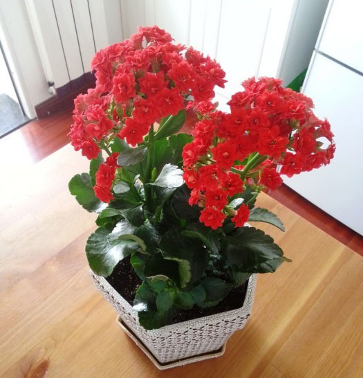 长寿花有毒吗