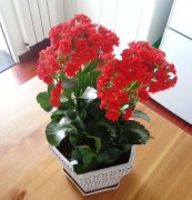 长寿花有毒吗