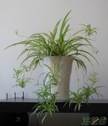 新房养什么花好