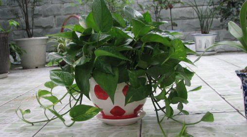 新房养什么花好