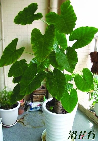 新房养什么花好