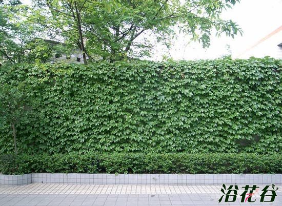 适合做围墙的植物