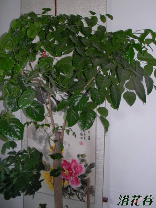 幸福树是否具有吸附灰尘的作用